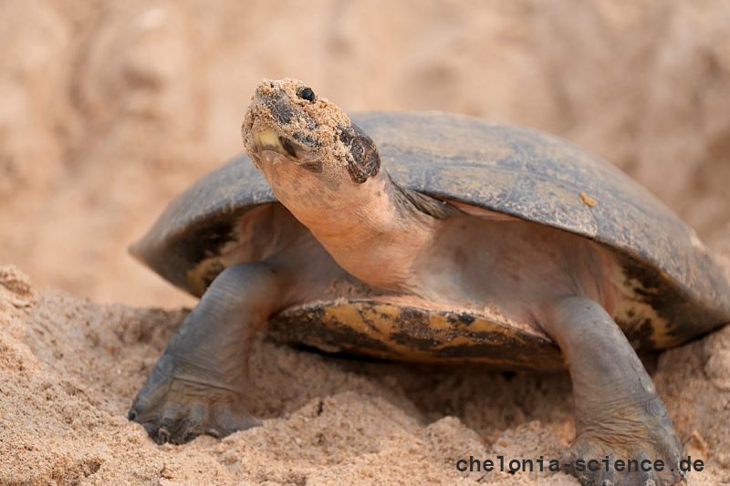 Arrauschildkröte, Podocnemis expansa, ein nistendes Weibchen – © Camila R. Ferrara Arrauschildkröte, Podocnemis expansa, ein nistendes Weibchen – © Camila R. Ferrara