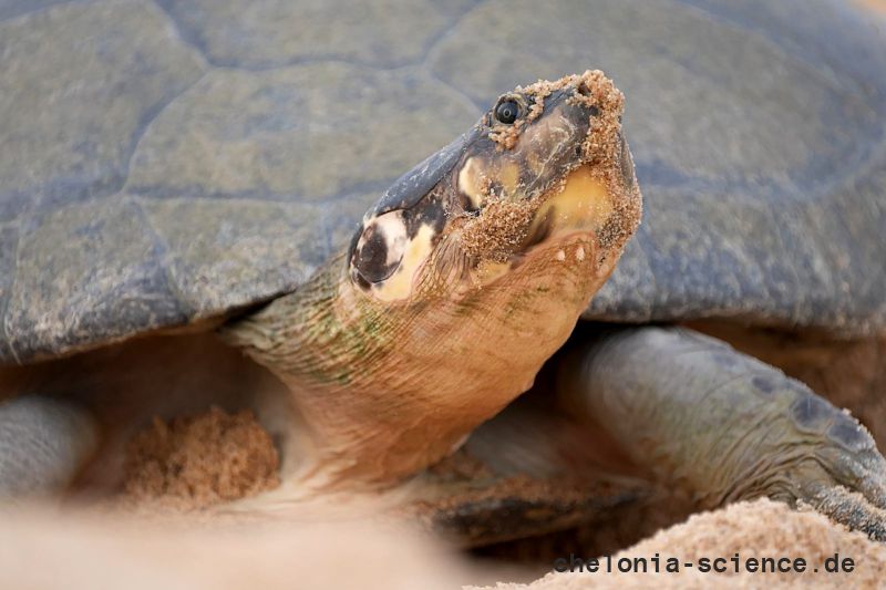 Arrauschildkröte, Podocnemis expansa, ein nistendes Weibchen – © Camila R. Ferrara Arrauschildkröte, Podocnemis expansa, ein nistendes Weibchen – © Camila R. Ferrara