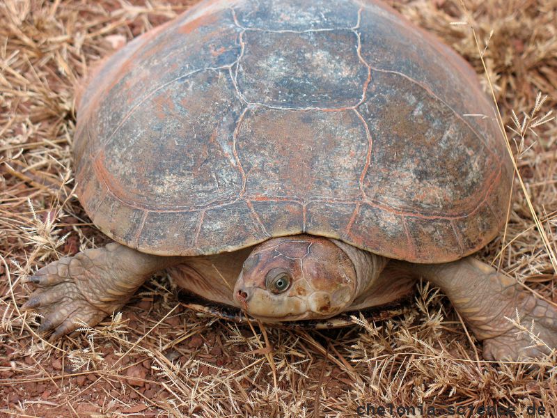 Orinoko-Schienenschildkröte, Podocnemis vogli, – © Vivian P. Paez Orinoko-Schienenschildkröte, Podocnemis vogli, – © Vivian P. Paez