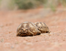 Stachelrand-Landschildkröte, Psammobates oculifer, – © Andrew Abraham