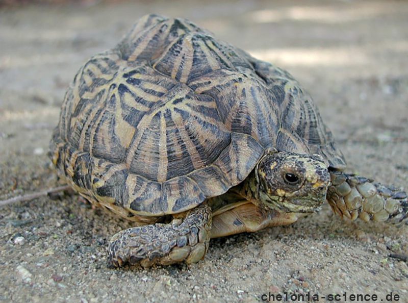 Zeltschildkröte, Psammobates tentorius tentorius, – © Thomas E. J. Leuteritz Zeltschildkröte, Psammobates tentorius tentorius, – © Thomas E. J. Leuteritz