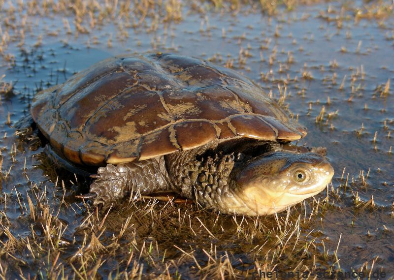 Falsche Spitzkopfschildkröte, Pseudemydura umbrina, – © Gerald Kuchling Falsche Spitzkopfschildkröte, Pseudemydura umbrina, – © Gerald Kuchling