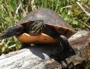 Alabama-Rotbauch-Schmuckschildkröte, Pseudemys alabamensis, – © Nickolas Moreno