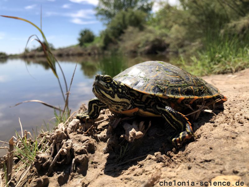 Rio Grande Schmuckschildkröte, Pseudemys gorzugi, – © Lawrence G. Basset Rio Grande Schmuckschildkröte, Pseudemys gorzugi, – © Lawrence G. Basset
