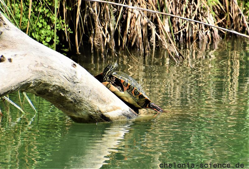 Rio Grande Schmuckschildkröte, Pseudemys gorzugi, ausgewachsenes, sich sonnendes Weibchen – © Ivana Mali Rio Grande Schmuckschildkröte, Pseudemys gorzugi, ausgewachsenes, sich sonnendes Weibchen – © Ivana Mali