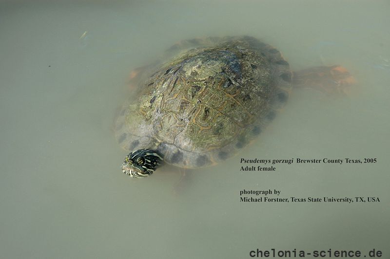 Rio Grande Schmuckschildkröte, Pseudemys gorzugi, ein ausgewachsenes Weibchen – © Michael Forstner Rio Grande Schmuckschildkröte, Pseudemys gorzugi, ein ausgewachsenes Weibchen – © Michael Forstner