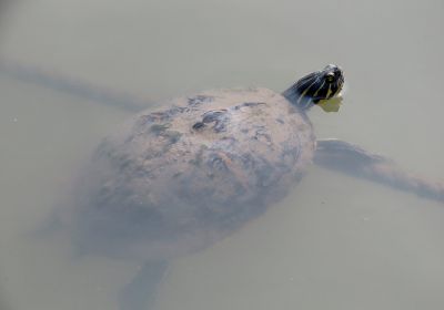 Halbinsel-Schmuckschildkröte, Pseudemys peninsularis, – © Ha-Cheol Sung