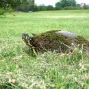 Texas-Schmuckschildkr&ouml;te, Pseudemys texana, &ndash; &copy;&nbsp;Francis L. Rose