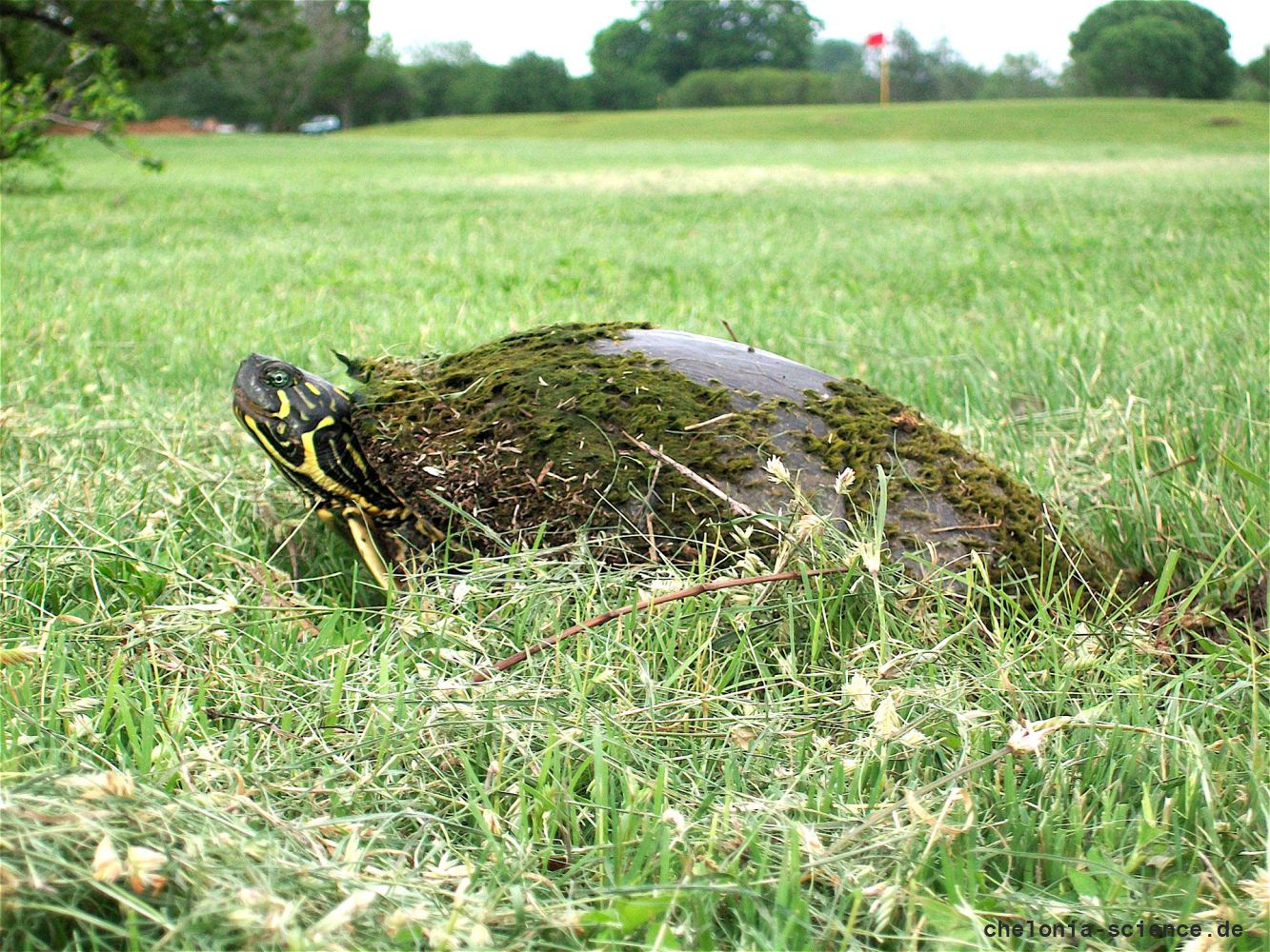 Texas-Schmuckschildkröte, Pseudemys texana, – © Francis L. Rose
