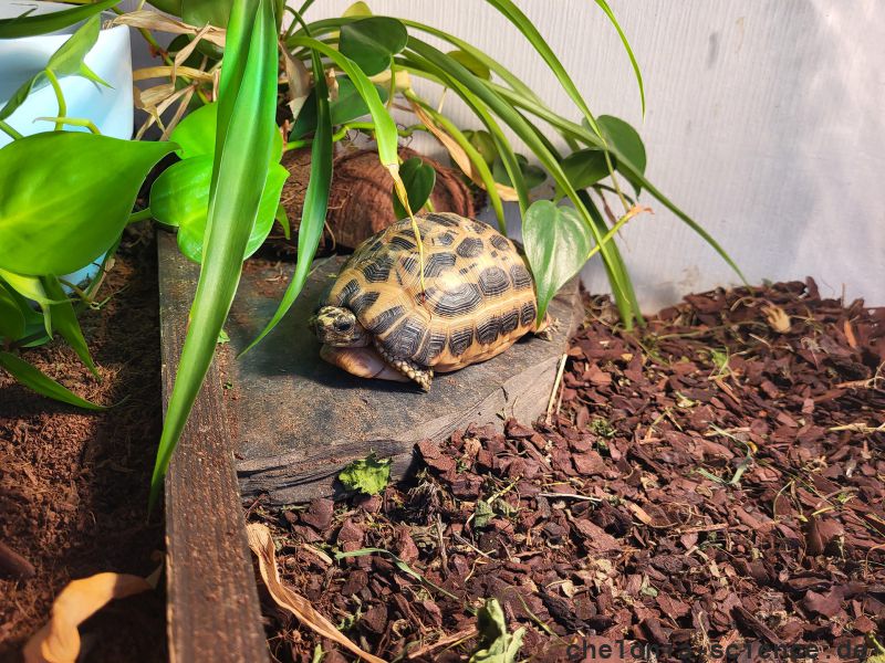 Nördliche Spinnenschildkröte, Pyxis arachnoides brygooi, – © Carola Ellenberger Nördliche Spinnenschildkröte, Pyxis arachnoides brygooi, – © Carola Ellenberger