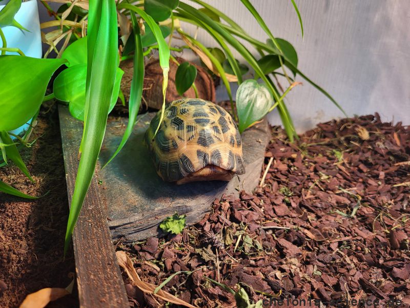 Nördliche Spinnenschildkröte, Pyxis arachnoides brygooi, mit vorn verschlossenem Carapax – © Carola Ellenberger Nördliche Spinnenschildkröte, Pyxis arachnoides brygooi, mit vorn verschlossenem Carapax – © Carola Ellenberger