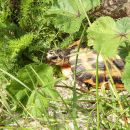 Madagassische Spinnenschildkröte, Pyxis arachnoides, – © Hans-Jürgen Bidmon