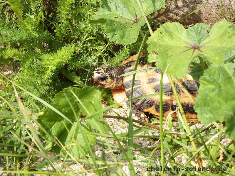 Madagassische Spinnenschildkröte, Pyxis arachnoides, – © Hans-Jürgen Bidmon Madagassische Spinnenschildkröte, Pyxis arachnoides, – © Hans-Jürgen Bidmon