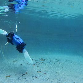 Roboter, entwickelt unter Einsatz der Adaptiven Morphogenese, inspiriert von Wasser- und Landschildkröten – © Rebecca Kramer-Bottiglio Roboter, entwickelt unter Einsatz der Adaptiven Morphogenese, inspiriert von Wasser- und Landschildkröten – © Rebecca Kramer-Bottiglio
