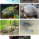 The critically endangered turtles in Malaysia.