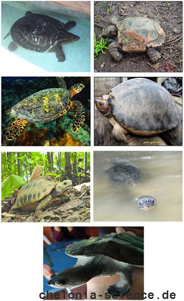 The critically endangered turtles in Malaysia. The critically endangered turtles in Malaysia.