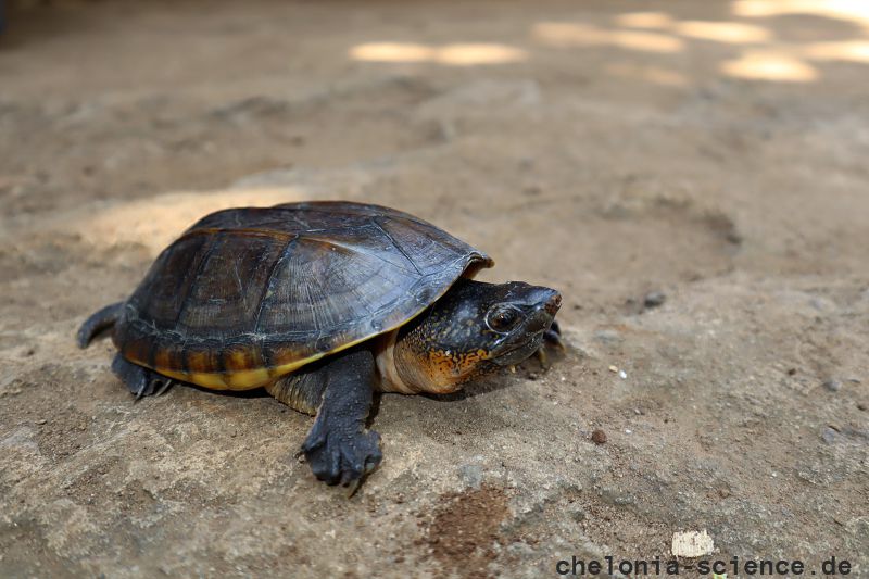 Salvins Kreuzbrustschildkröte, Staurotypus salvinii, – © Eduardo Reyes Grajales Salvins Kreuzbrustschildkröte, Staurotypus salvinii, – © Eduardo Reyes Grajales