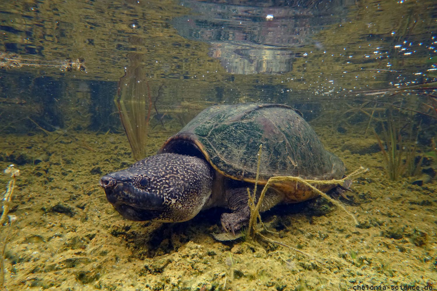 Staurotypus triporcatus – Große Kreuzbrustschildkröte – © Donald McKnight