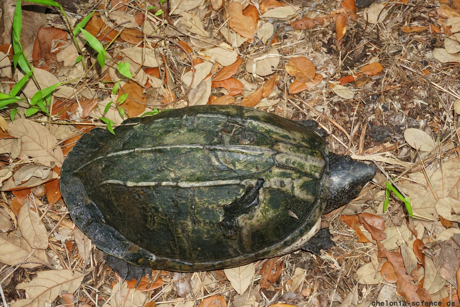 Staurotypus triporcatus – Große Kreuzbrustschildkröte – © Donald McKnight