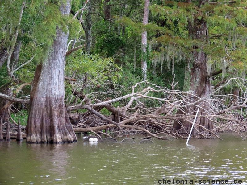 Dach-Moschusschildkröte, Sternotherus carinatus, eine Fangstelle mit ausgelegter Reuse – © Brad M. Glorioso Dach-Moschusschildkröte, Sternotherus carinatus, eine Fangstelle mit ausgelegter Reuse – © Brad M. Glorioso