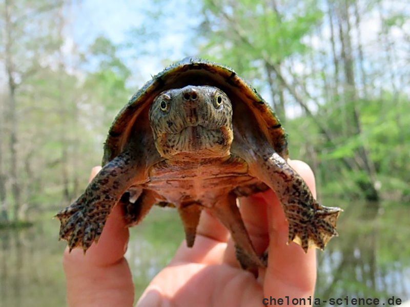 Dach-Moschusschildkröte, Sternotherus carinatus, – © Brad M. Glorioso Dach-Moschusschildkröte, Sternotherus carinatus, – © Brad M. Glorioso