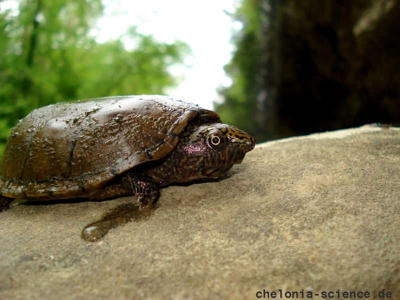 Flache Moschusschildkröte, Sternotherus depressus, aus dem Sipsey Fork (Bankhead National Forest, Alabama) – © Carl May Flache Moschusschildkröte, Sternotherus depressus, aus dem Sipsey Fork (Bankhead National Forest, Alabama) – © Carl May