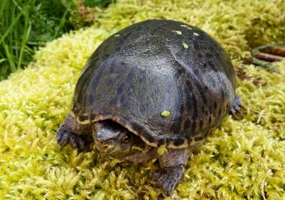 Gewöhnliche Moschusschildkröte, Sternotherus odoratus, – © Hans-Jürgen Bidmon