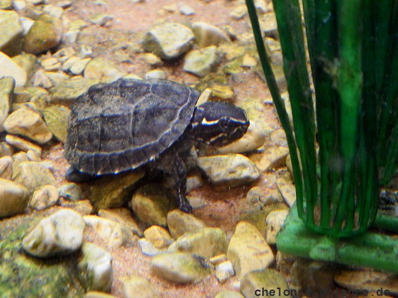 Gewöhnliche Moschusschildkröte, Sternotherus odoratus, © HansJürgen
