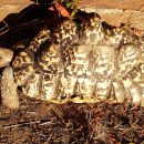 Pantherschildkröte, Stigmochelys pardalis, ein adultes Weibchen – © Hans-Jürgen Bidmon