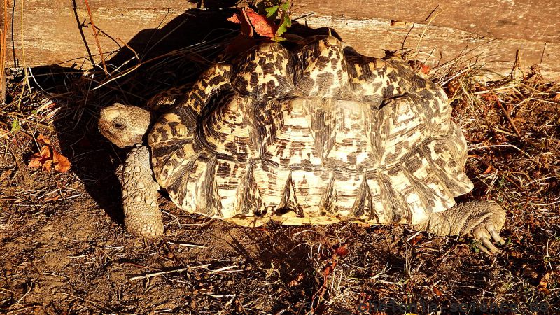 Pantherschildkröte, Stigmochelys pardalis, ein adultes Weibchen – © Hans-Jürgen Bidmon Pantherschildkröte, Stigmochelys pardalis, ein adultes Weibchen – © Hans-Jürgen Bidmon
