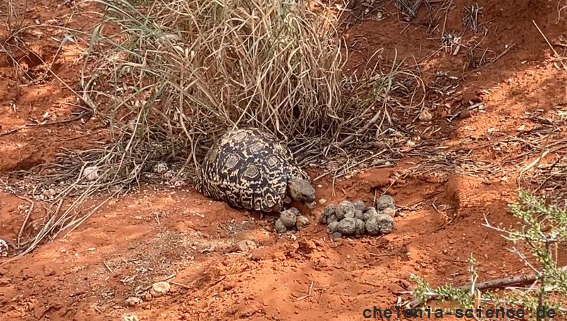 Pantherschildkröte, Stigmochelys pardalis, – © Andrea Webster Pantherschildkröte, Stigmochelys pardalis, – © Andrea Webster