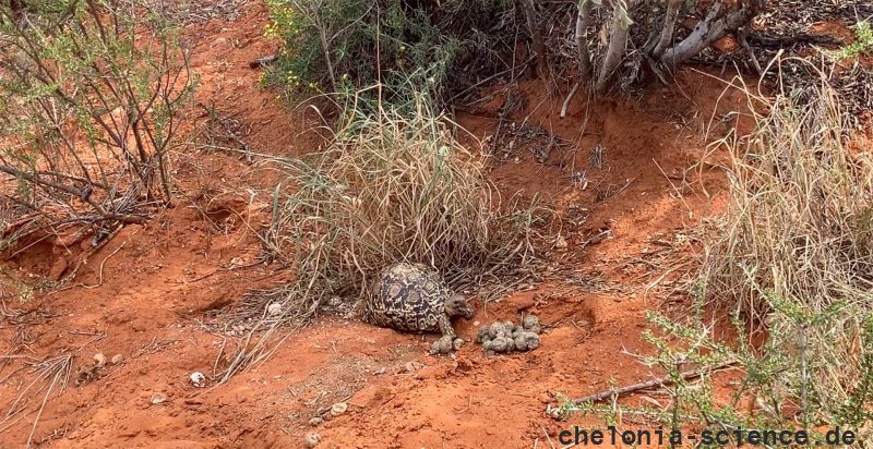 Pantherschildkröte, Stigmochelys pardalis, – © Andrea Webster Pantherschildkröte, Stigmochelys pardalis, – © Andrea Webster