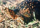 Carolina-Dosenschildkröte, Terrapene carolina, – © Jim Buskirk Carolina-Dosenschildkröte, Terrapene carolina, – © Jim Buskirk