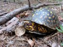 Carolina-Dosenschildkröte, Terrapene carolina carolina, ein männliches Exemplar aus der Piedmont Ökoregion – © Ashley Graham Carolina-Dosenschildkröte, Terrapene carolina carolina, ein männliches Exemplar aus der Piedmont Ökoregion – © Ashley Graham