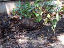Carolina-Dosenschildkröte, Terrapene carolina carolina, – © Hans-Jürgen Bidmon Carolina-Dosenschildkröte, Terrapene carolina carolina, – © Hans-Jürgen Bidmon