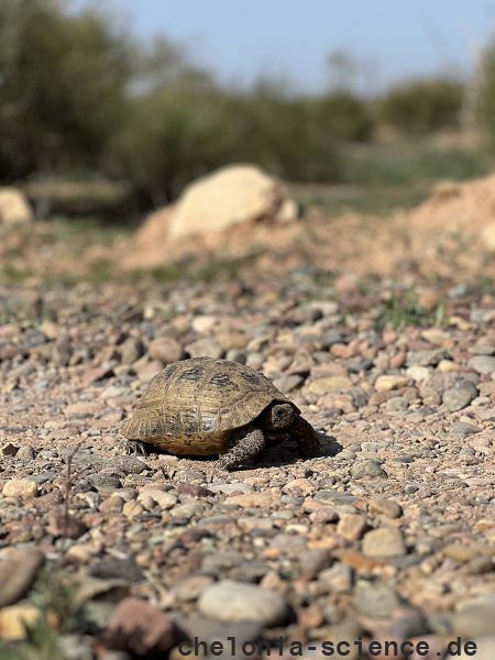testudo graeca kacper danieliszyn testudo graeca kacper danieliszyn