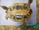 Griechische Landschildkr&ouml;te, Testudo hermanni boettgeri, mit einer Zecke am rechten Hinterbein. &ndash; &copy; Prof. S. Duro