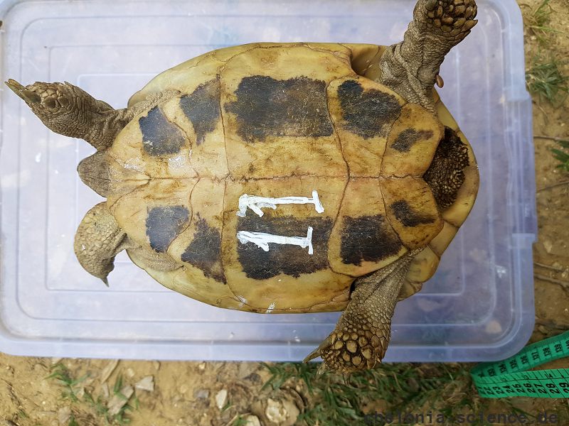 Griechische Landschildkröte, Testudo hermanni boettgeri, mit einer Zecke am rechten Hinterbein. – © Prof. S. Duro Griechische Landschildkröte, Testudo hermanni boettgeri, mit einer Zecke am rechten Hinterbein. – © Prof. S. Duro