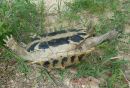 Griechische Landschildkr&ouml;te, Testudo hermanni boettgeri, mit einer Zecke am linken Hinterbein. &ndash; &copy; Prof. S. Duro