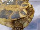 Griechische Landschildkr&ouml;te, Testudo hermanni boettgeri, mit einer Zecke am Schwanzansatz. &ndash; &copy; Prof. S. Duro