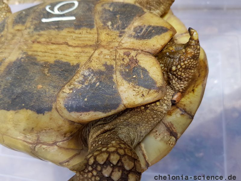 Griechische Landschildkröte, Testudo hermanni boettgeri, mit einer Zecke am Schwanzansatz. – © Prof. S. Duro Griechische Landschildkröte, Testudo hermanni boettgeri, mit einer Zecke am Schwanzansatz. – © Prof. S. Duro