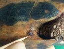 Griechische Landschildkröte, Testudo hermanni boettgeri, mit zwei Zecken am linken Hinterbein. – © Prof. S. Duro