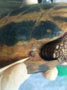 Griechische Landschildkr&ouml;te, Testudo hermanni boettgeri, mit zwei Zecken am linken Hinterbein. &ndash; &copy; Prof. S. Duro