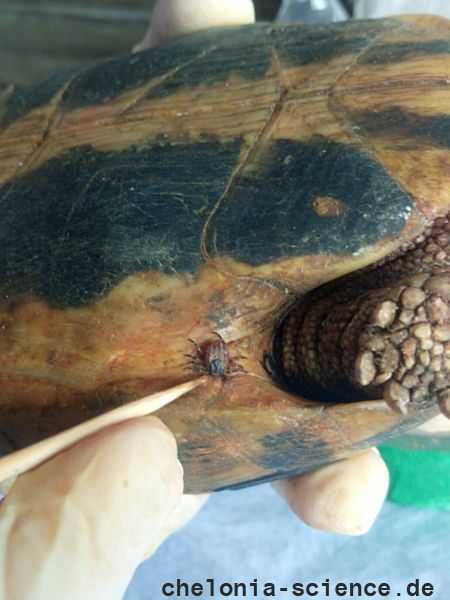 Griechische Landschildkröte, Testudo hermanni boettgeri, mit zwei Zecken am linken Hinterbein. – © Prof. S. Duro Griechische Landschildkröte, Testudo hermanni boettgeri, mit zwei Zecken am linken Hinterbein. – © Prof. S. Duro
