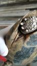 Griechische Landschildkr&ouml;te, Testudo hermanni boettgeri, mit zwei Zecken am linken Hinterbein. &ndash; &copy; Prof. S. Duro