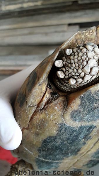 Griechische Landschildkröte, Testudo hermanni boettgeri, mit zwei Zecken am linken Hinterbein. – © Prof. S. Duro Griechische Landschildkröte, Testudo hermanni boettgeri, mit zwei Zecken am linken Hinterbein. – © Prof. S. Duro