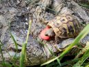 Griechische Landschildkr&ouml;te, Testudo hermanni boettgeri, mit eitrigem Ohrabszess. &ndash; &copy; Hans-J&uuml;rgen Bidmon