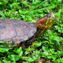 Kinnfleck-Schmuckschildkröte, Trachemys callirostris, – © Vivian P. Paez Kinnfleck-Schmuckschildkröte, Trachemys callirostris, – © Vivian P. Paez