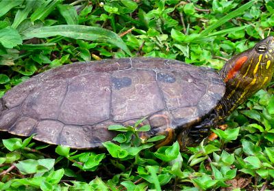 Kinnfleck-Schmuckschildkröte, Trachemys callirostris, – © Vivian P. Paez
