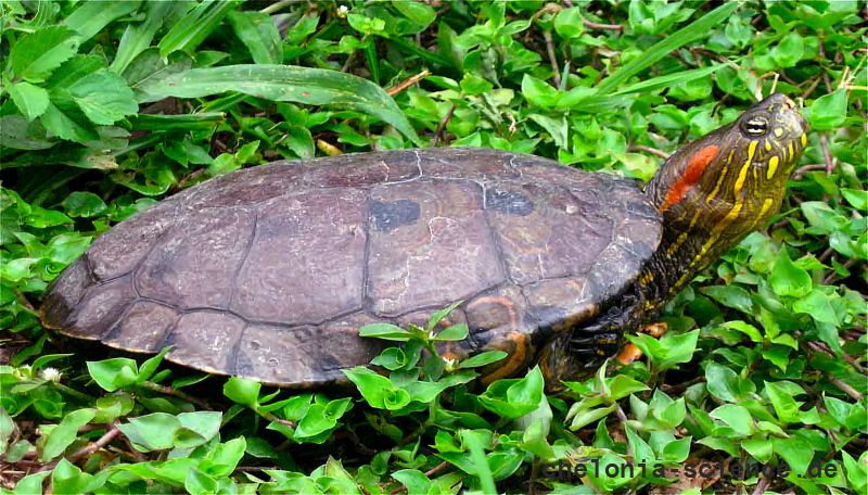 Kinnfleck-Schmuckschildkröte, Trachemys callirostris, – © Vivian P. Paez Kinnfleck-Schmuckschildkröte, Trachemys callirostris, – © Vivian P. Paez